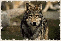 yellowstone national park wolf identification